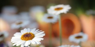 Obecnie możliwość dbania o ogród jest naprawdę wysoko ceniona