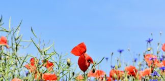 Pamiętajmy, że kto chce mieć swój własny ogród ten chce mieć miłe i spokojne życie
