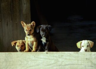 karma dla szczeniaka