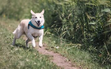 Jak często biegać interwały? Jak często biegać interwały?