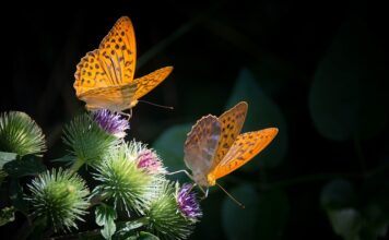 Co najpierw masa czy redukcja?