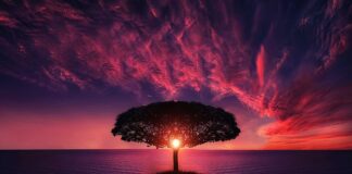 Jak działa Zoom na laptopie?
