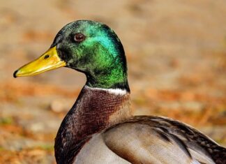 Jakie busy są dobre?