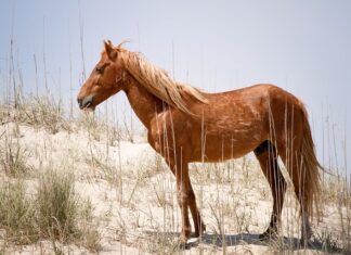 Ile osób w Polsce ma Mustanga?