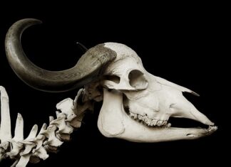 Gdzie jest klakson w Fiat Punto?