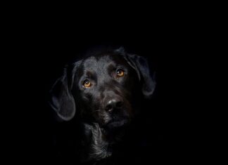 Dlaczego hybryda nie może ciągnąć przyczepy?