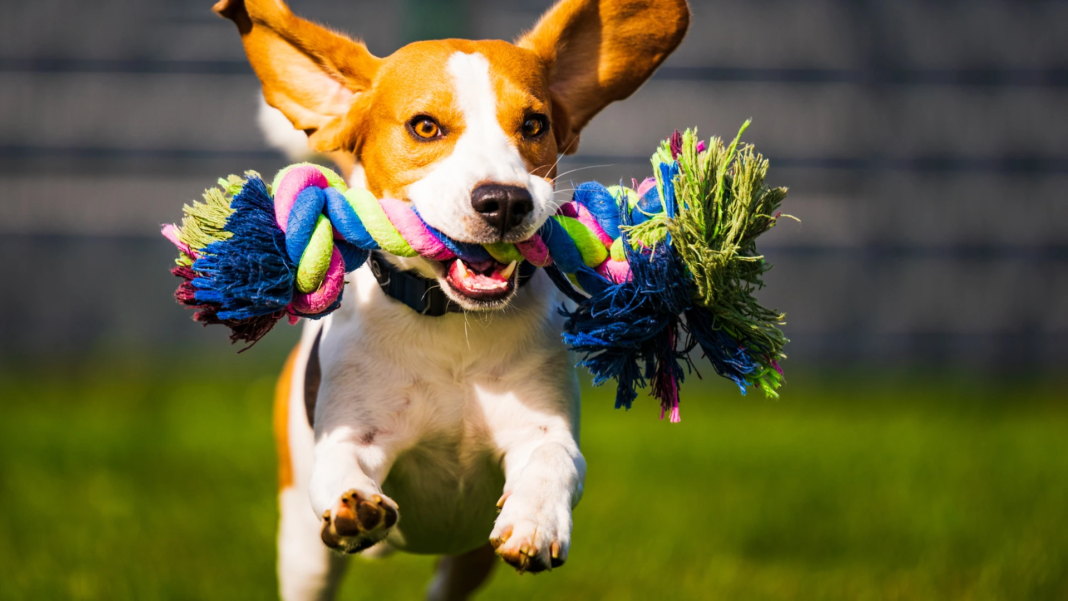 5 zabaw, które męczą psa „głową”, nie tylko nogami