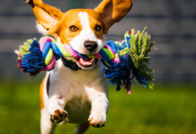 5 zabaw, które męczą psa „głową”, nie tylko nogami 5 zabaw, które męczą psa „głową”, nie tylko nogami