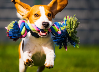 5 zabaw, które męczą psa „głową”, nie tylko nogami 5 zabaw, które męczą psa „głową”, nie tylko nogami