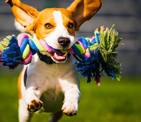 5 zabaw, które męczą psa „głową”, nie tylko nogami